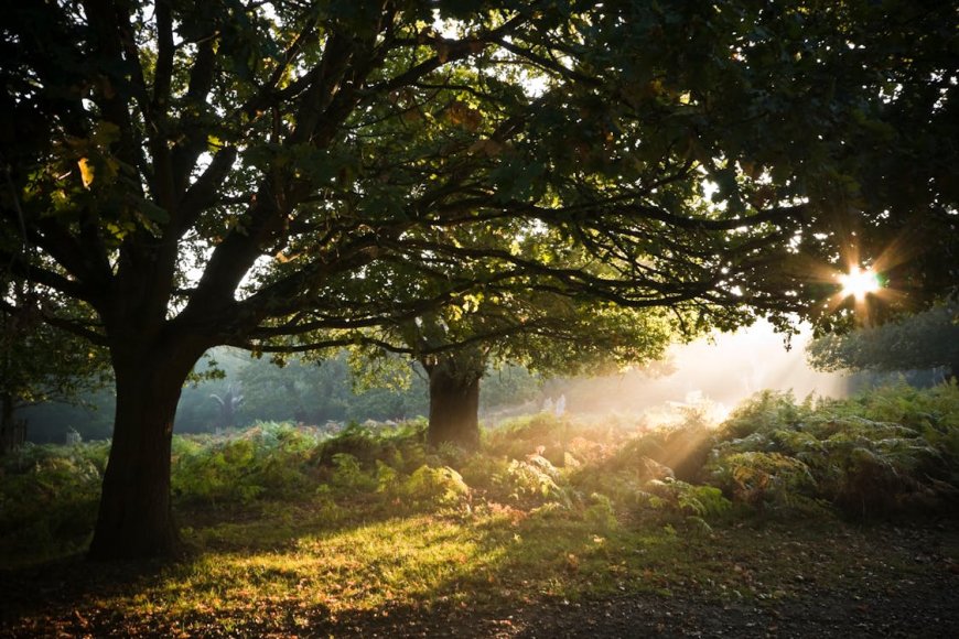 Meditación en la Naturaleza