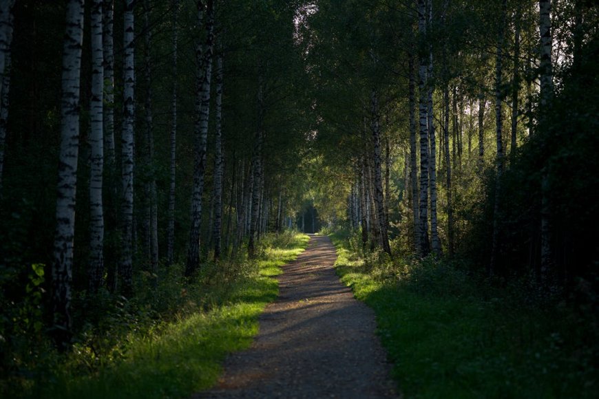 Bosque Encantado: Rituales Sagrados entre los Árboles