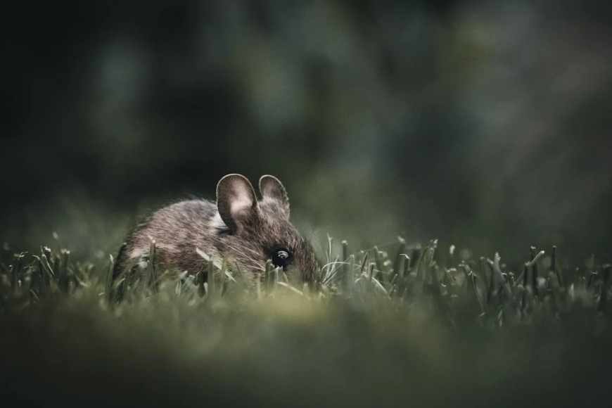 El Significado Profundo de Soñar con Ratas