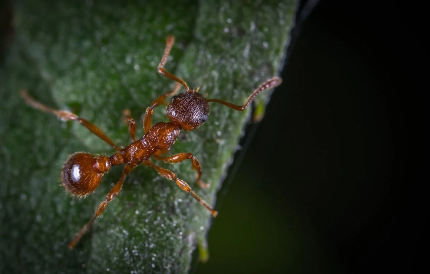 Soñar con Plagas de Insectos y Animales