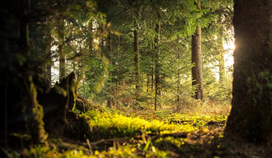 Soñar con Bosques Encantados y sus Significados